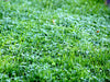 Earth Turf Shade